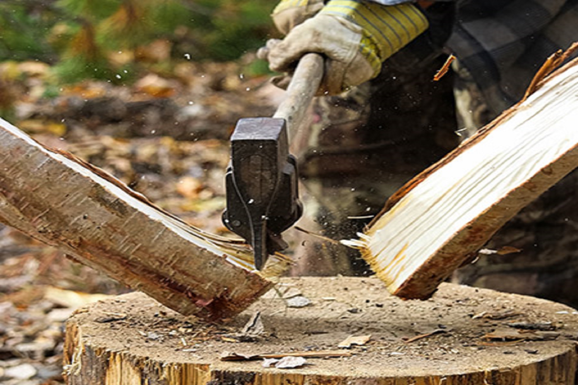 woodchuck-GettyImages-876781242-inside